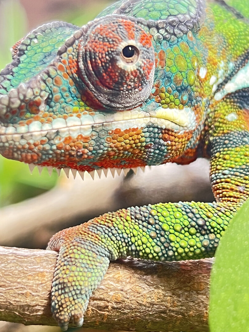 closeup.jpg