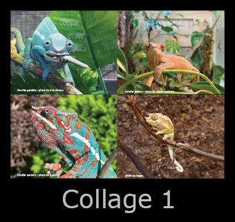 collage1.jpg