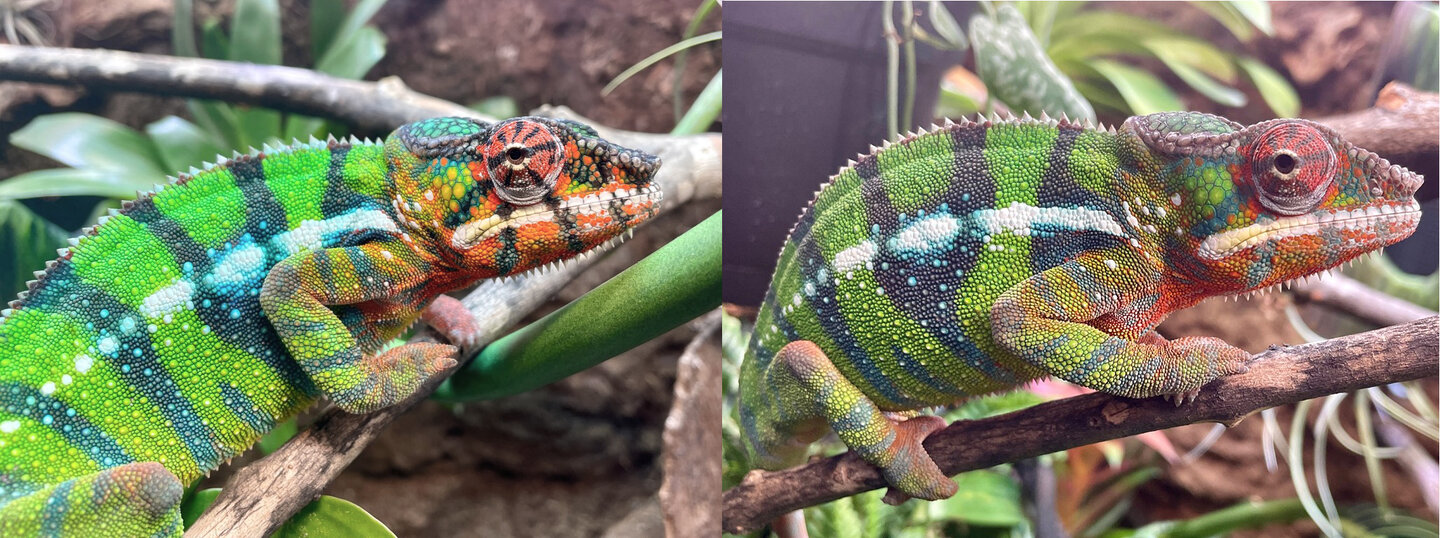 color compare.jpg
