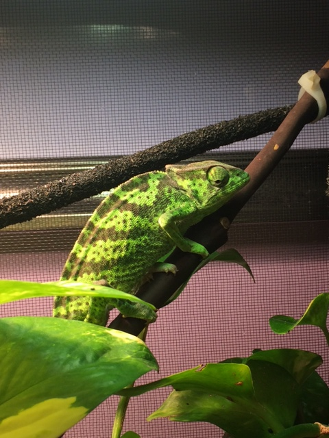 Cool chameleon 1.png