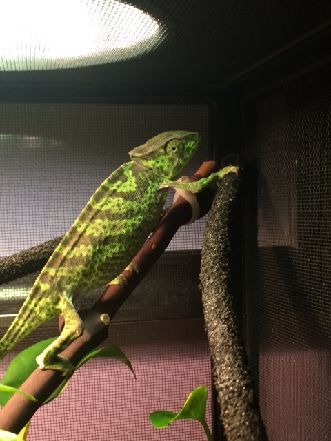 Cool chameleon 2.png