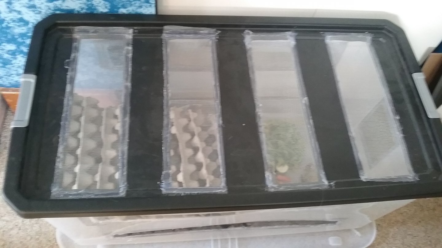 Cricket bin 2.jpg