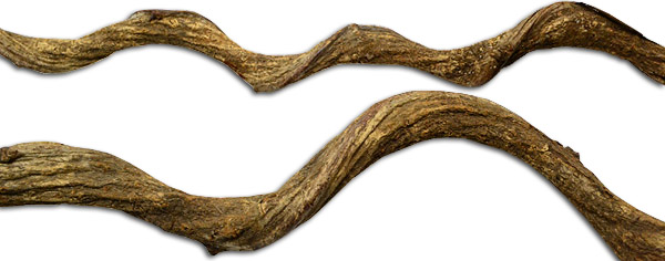 curlyvine.jpg