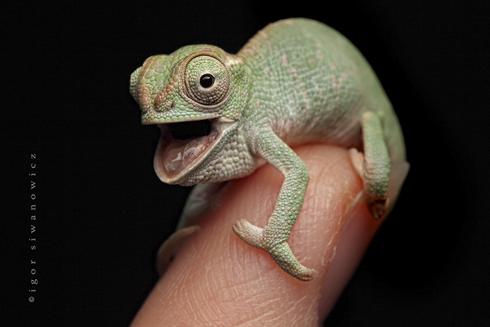 cute-baby-chameleons-582b7ea6d44d7__700.jpg