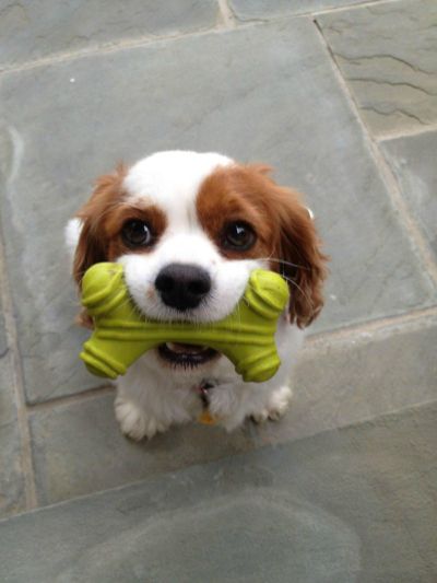 cute-puppy-pictures-010.jpg.cf.jpg