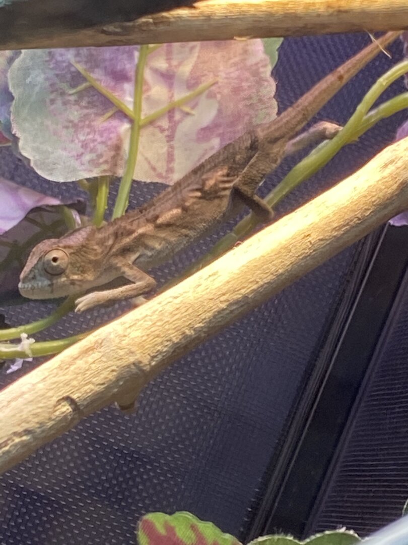 Is my Panther Male or Female | Chameleon Forums