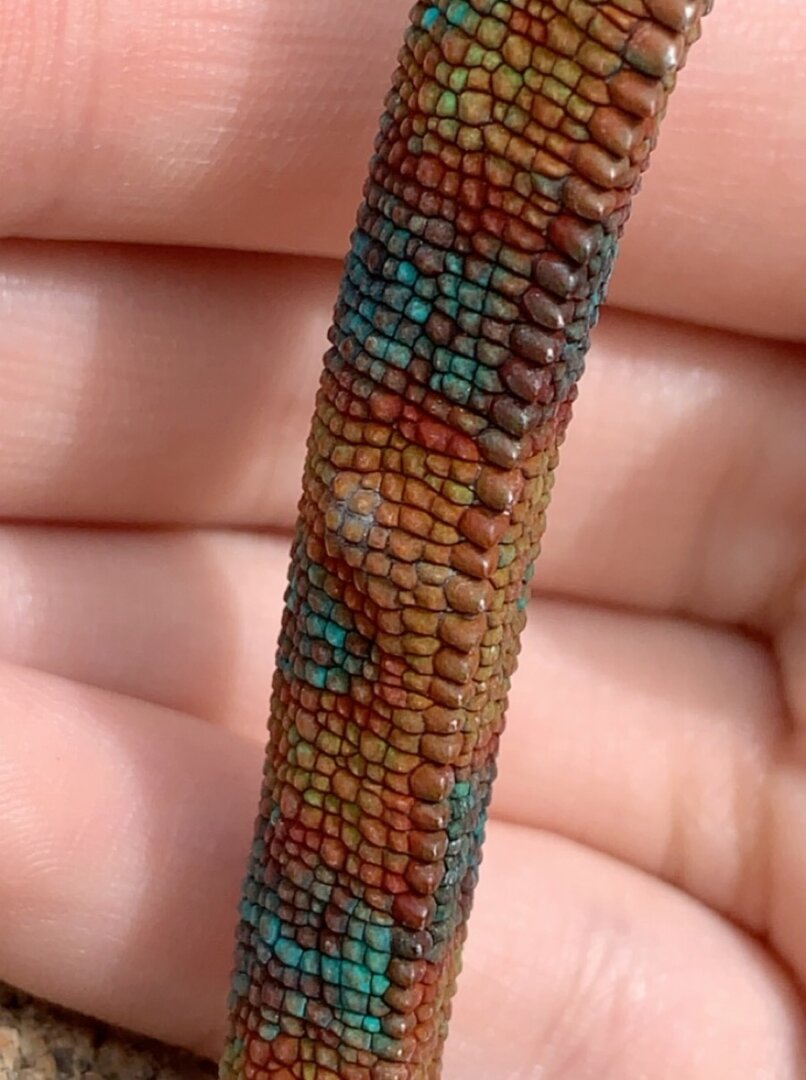 bumps on chameleons tail | Chameleon Forums