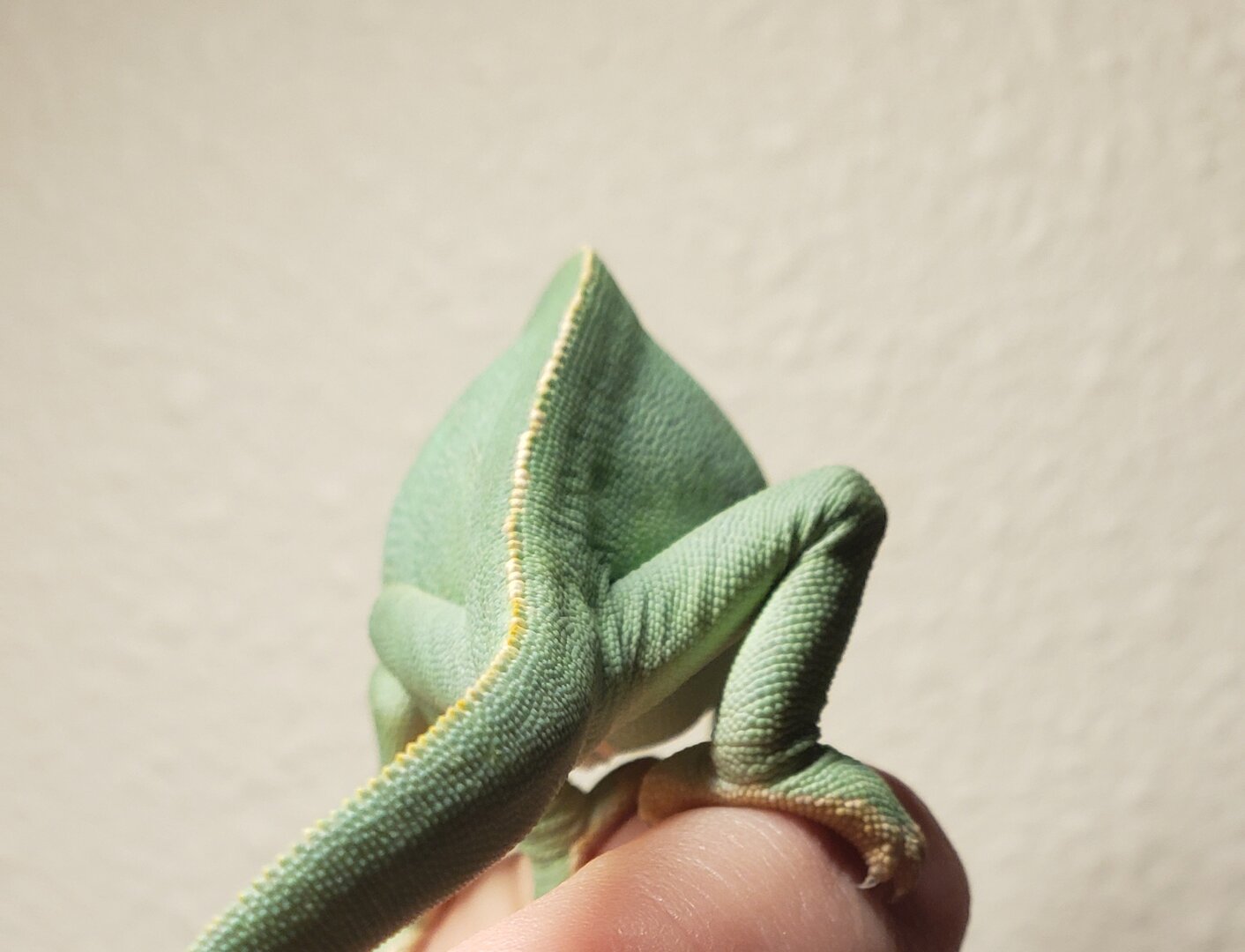 dart's backfeet.jpg