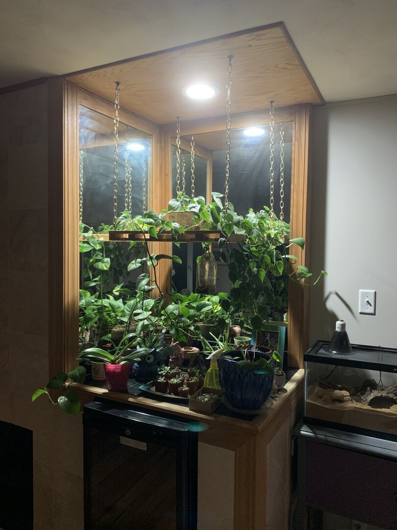 DIY turning old bar into new Cham paradise | Chameleon Forums