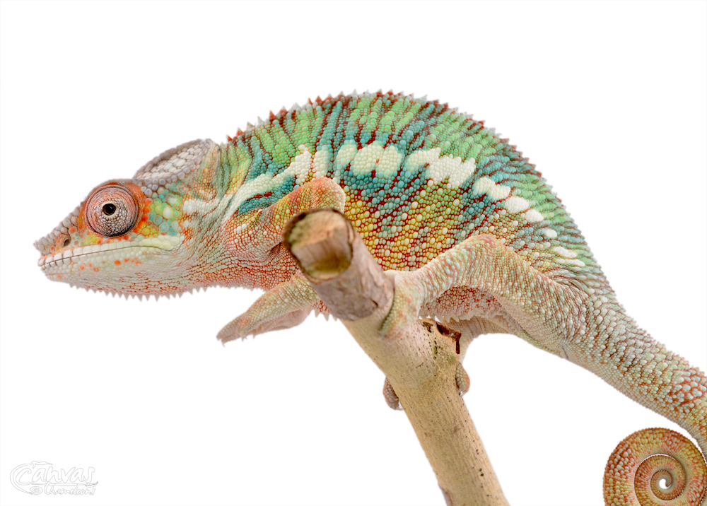 Diablo - Panther Chameleon - Canvas Chameleon - Canvas Select - Male (2) w.jpg