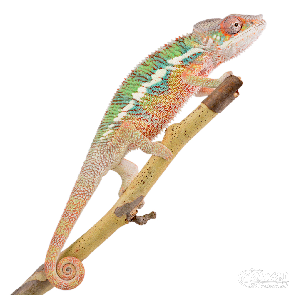Diablo - Panther Chameleon - Canvas Chameleon - Canvas Select - Male (3) w.jpg