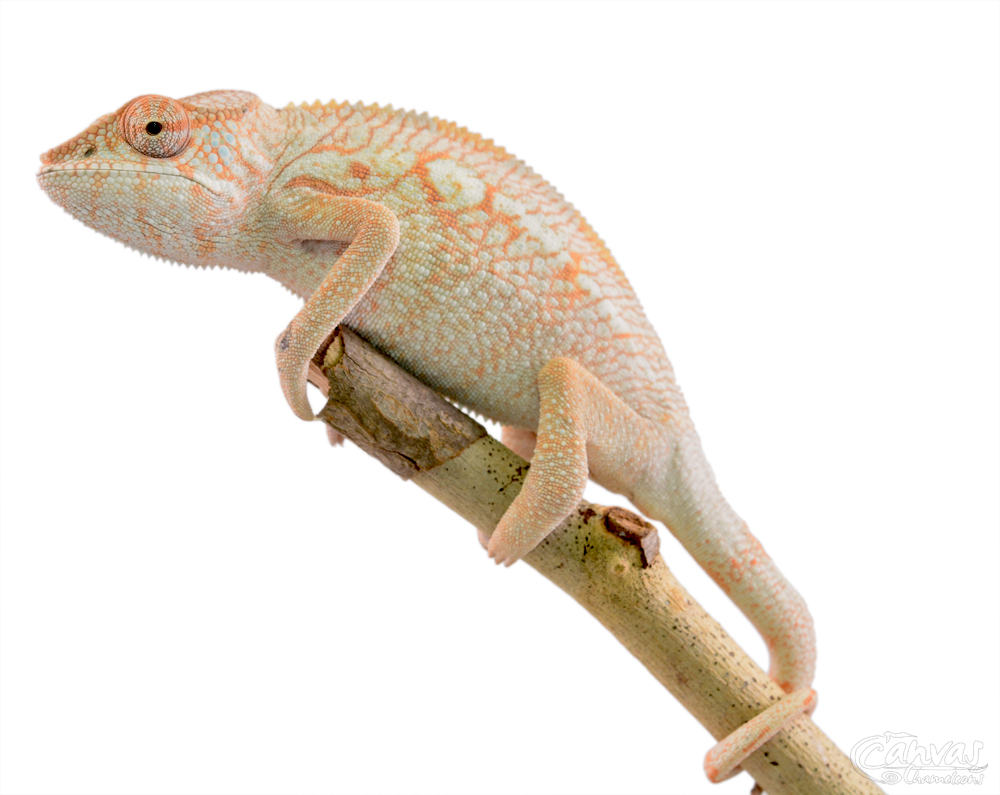 Diablo - Panther Chameleon - Canvas Chameleon - Female (1) w.jpg