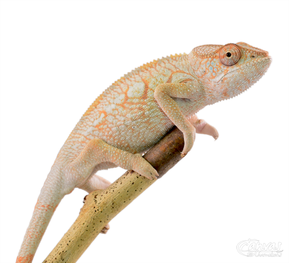 Diablo - Panther Chameleon - Canvas Chameleon - Female (2) w.jpg