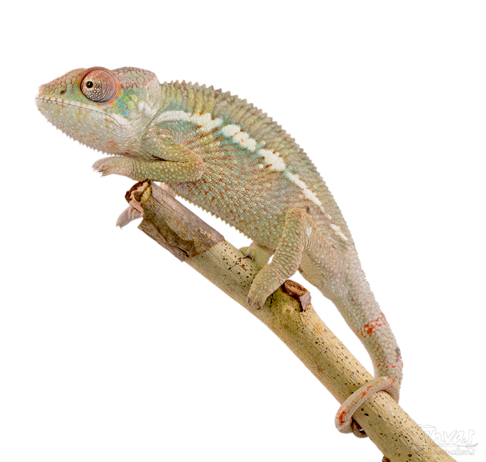 Diablo - Panther Chameleon - Canvas Chameleon - Male (1) w.jpg