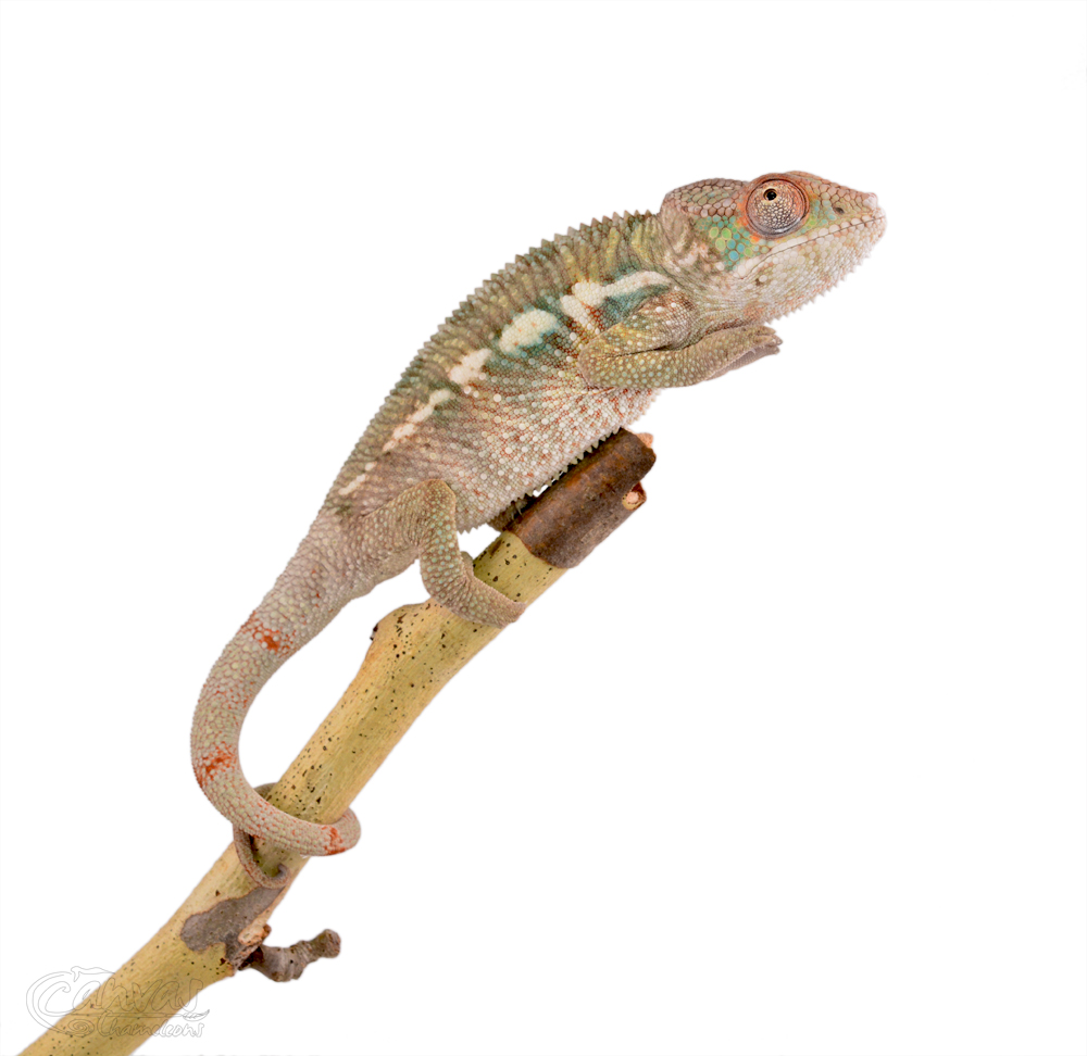 Diablo - Panther Chameleon - Canvas Chameleon - Male (2) w.jpg