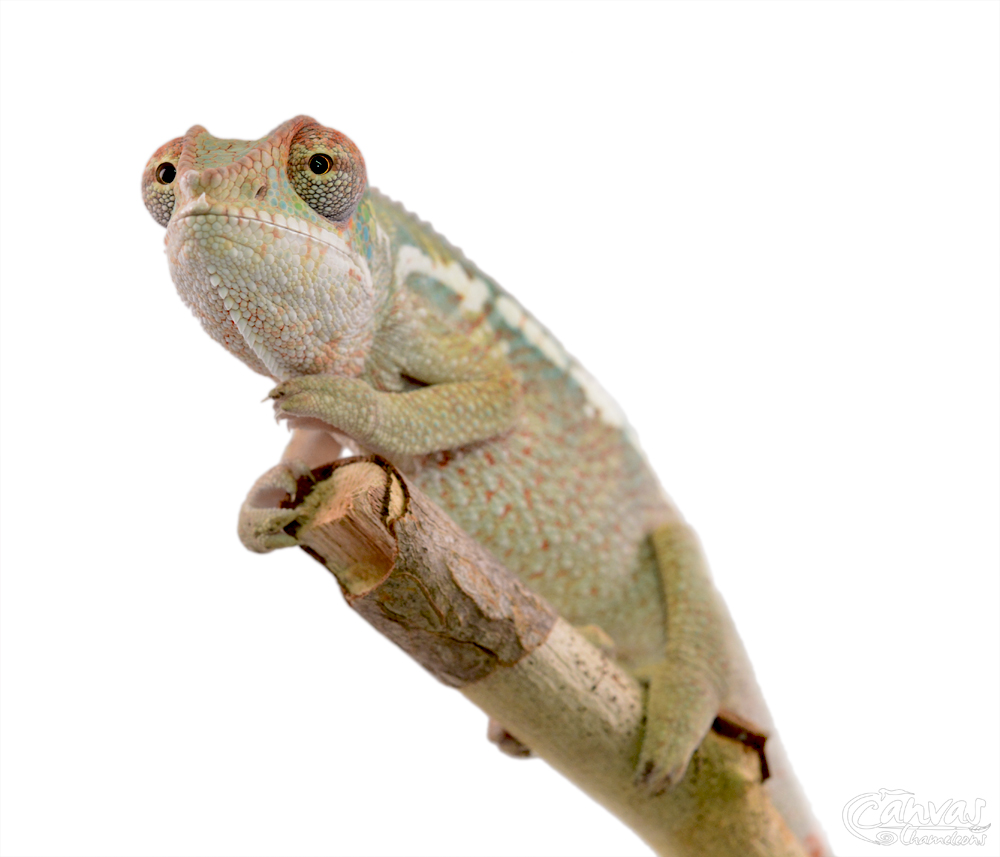 Diablo - Panther Chameleon - Canvas Chameleon - Male (3) W.jpg