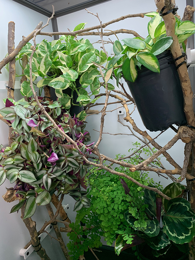 Dragon Strand Hybrid internal plantscape 640.jpg