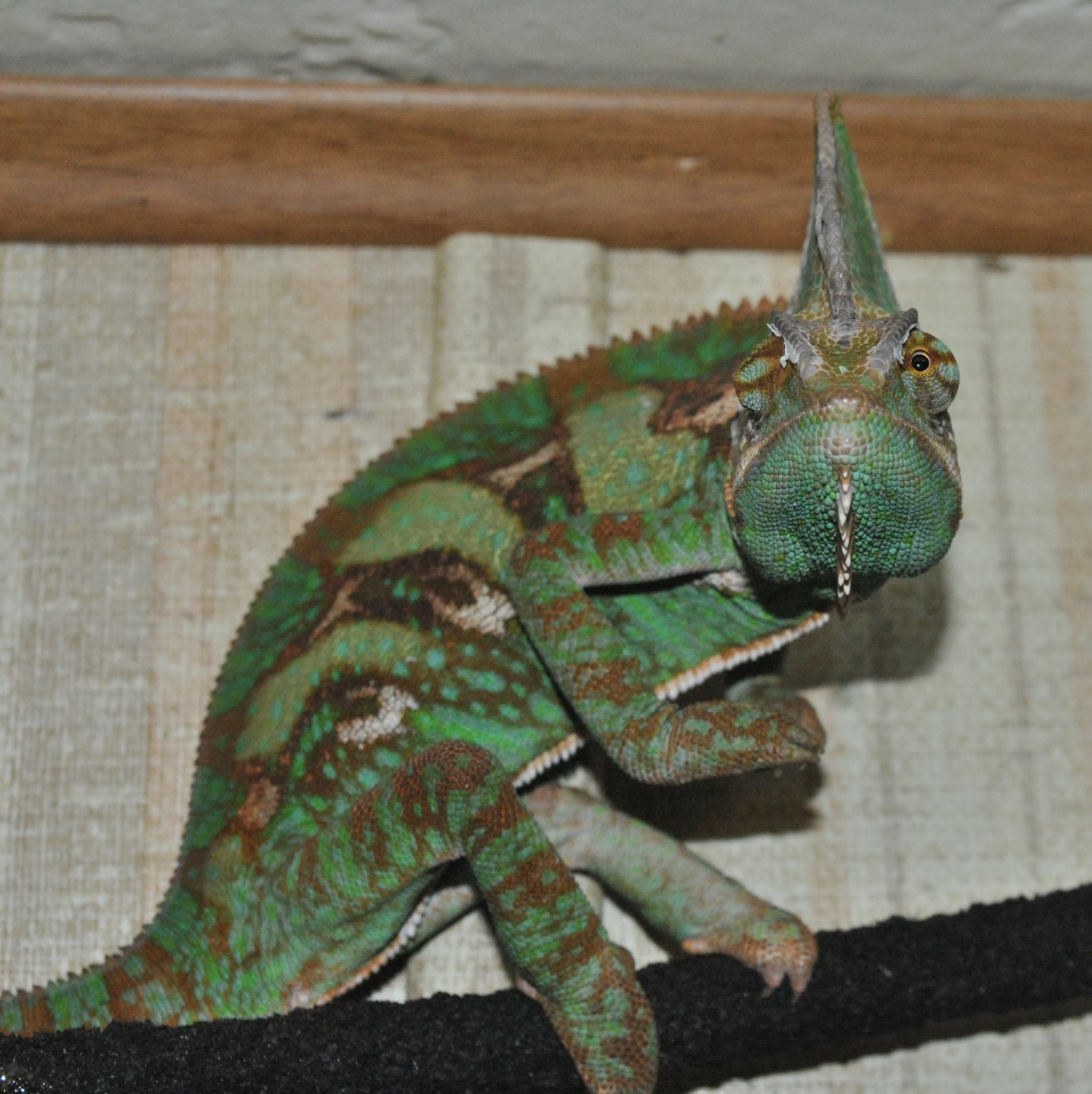 DSC_0073.jpg
