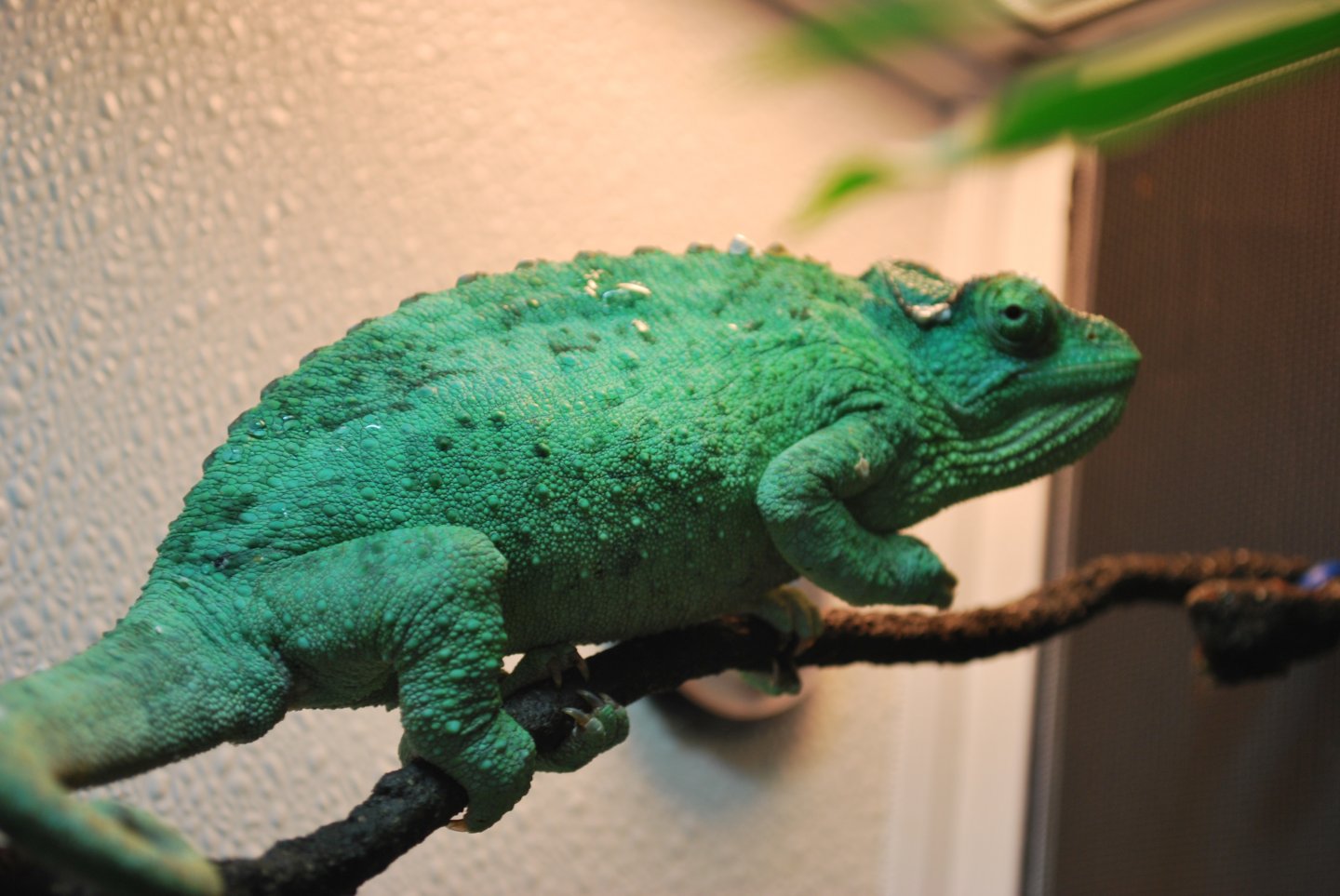 DSC_0231.JPG
