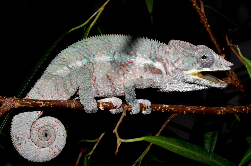 DSC_0236_00001.jpg