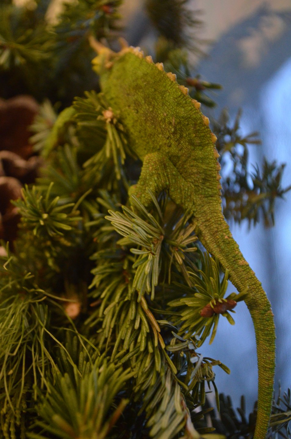 DSC_0249.JPG