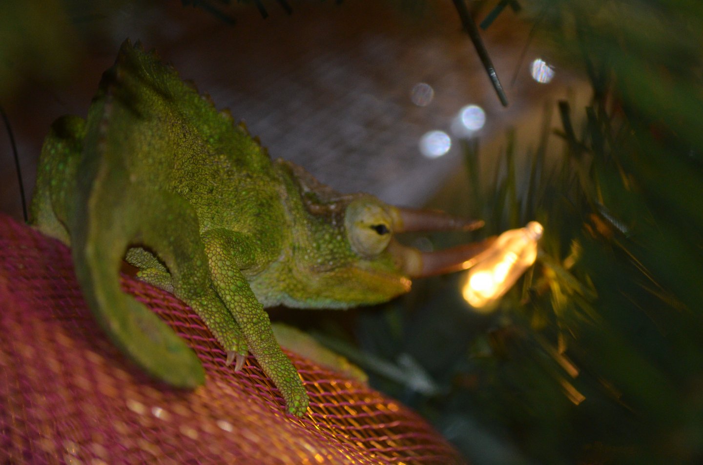 DSC_0282.JPG