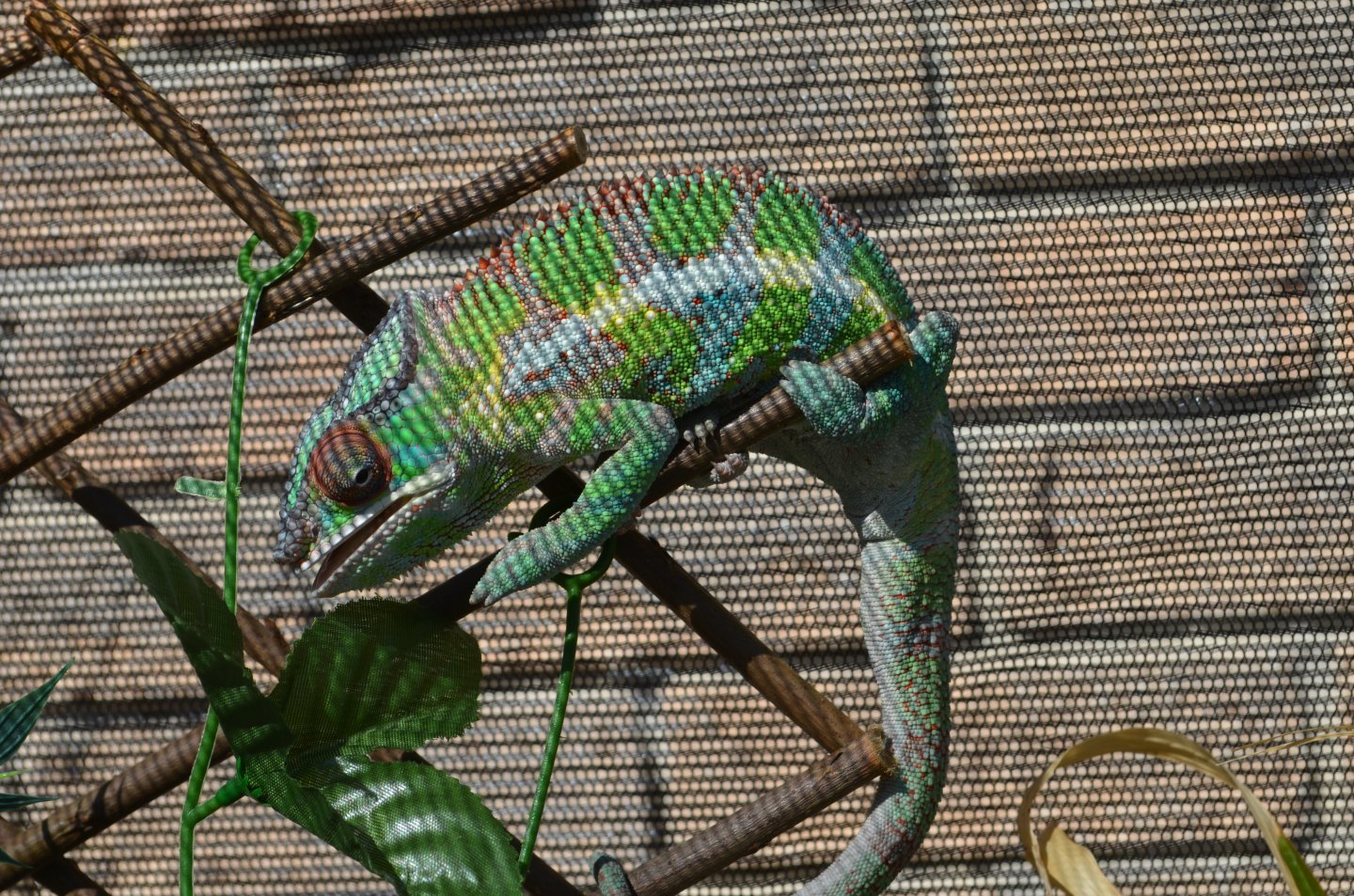 DSC_0461.JPG.jpg