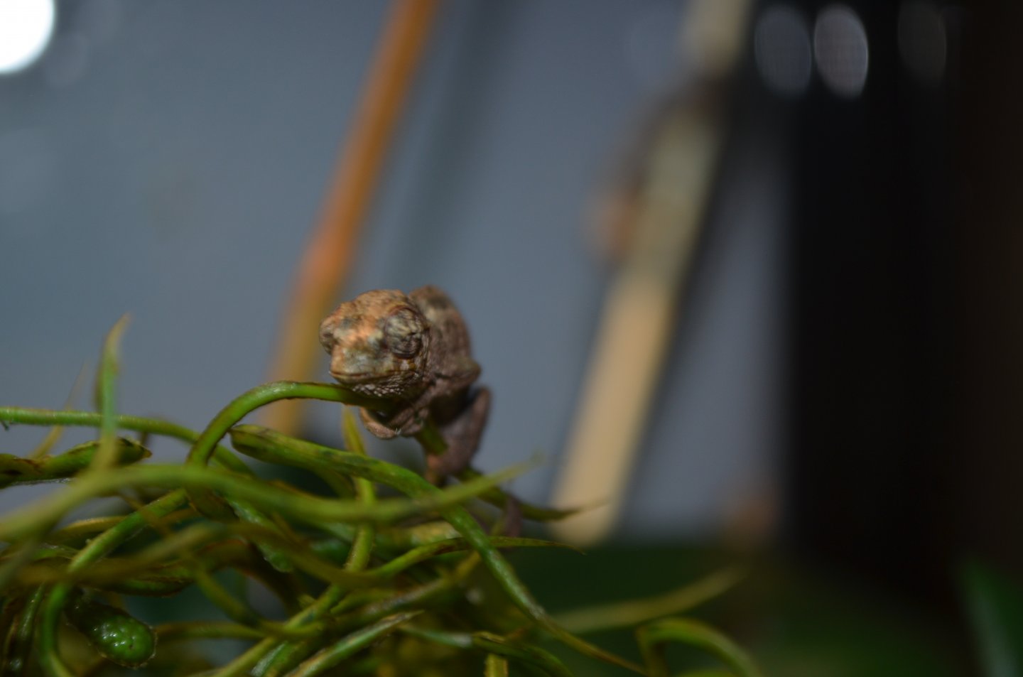 DSC_0475.jpg