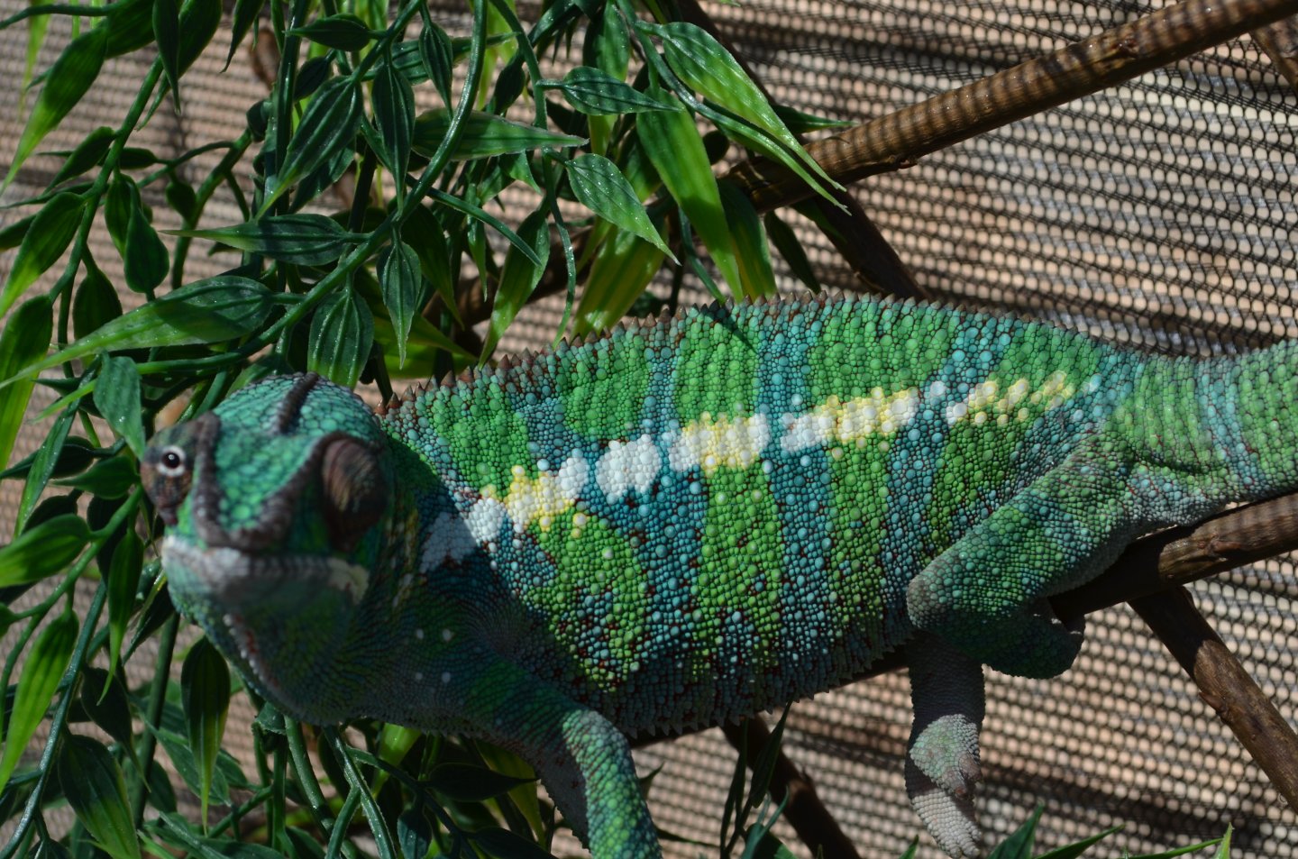 DSC_0505.JPG