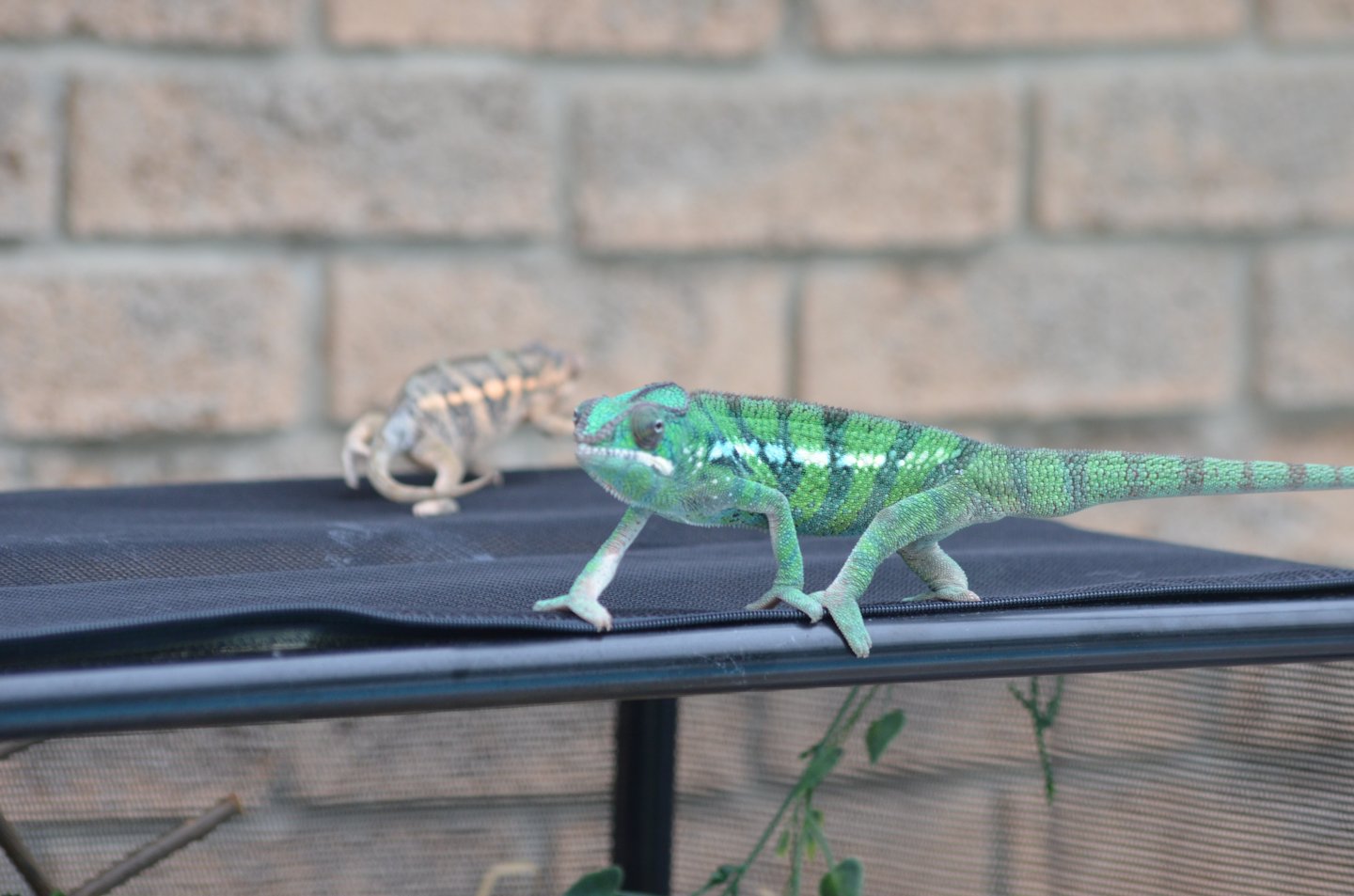 DSC_0515.JPG