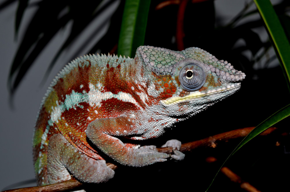 DSC_0568_00001.jpg