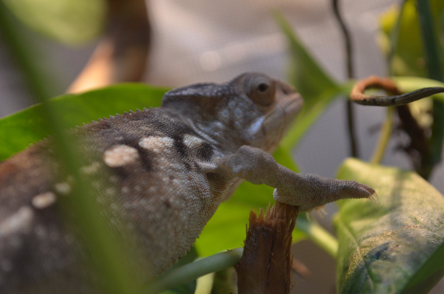 DSC_0651.JPG