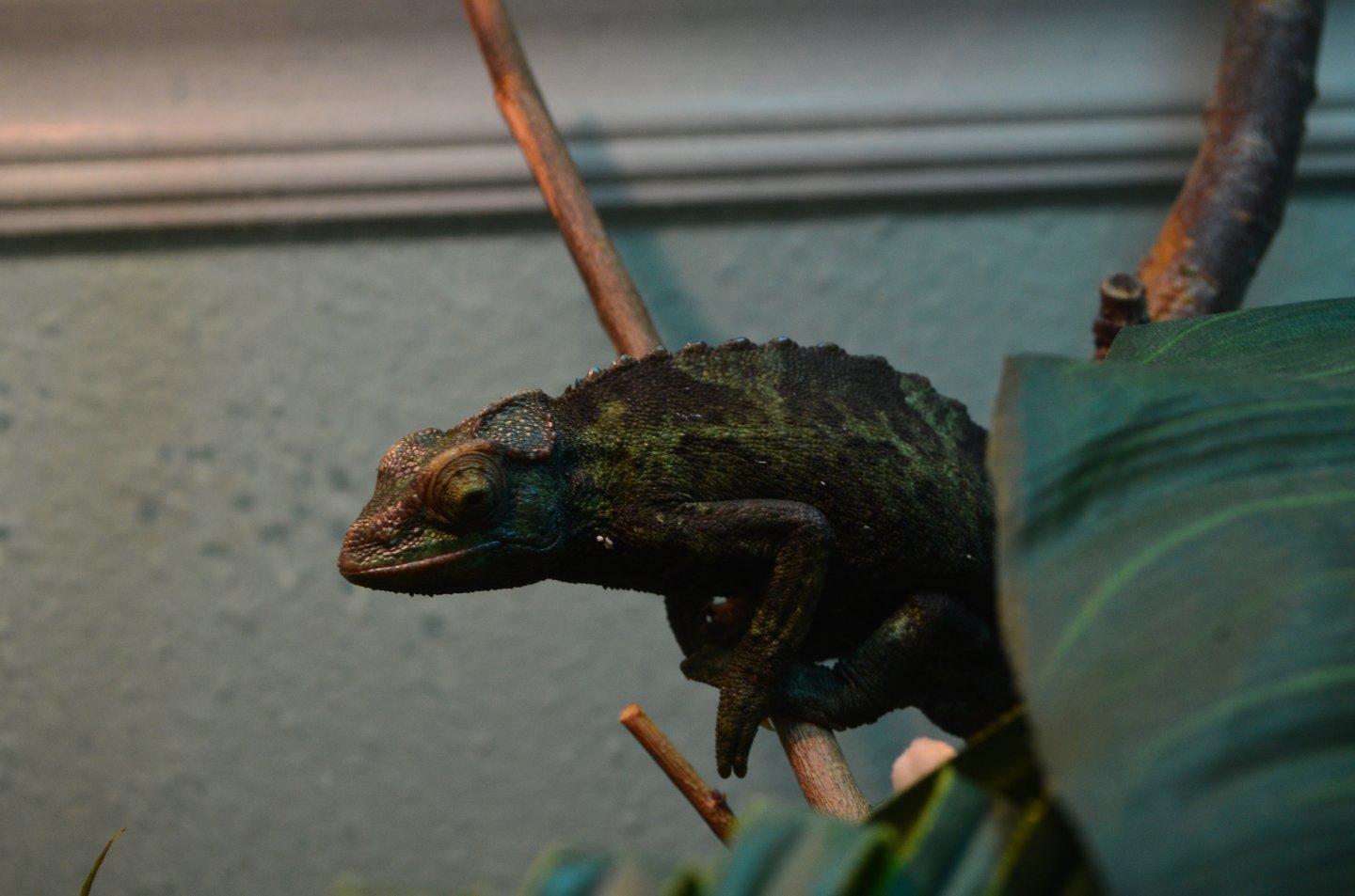 DSC_0829.jpg