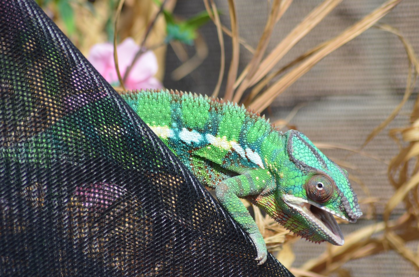 DSC_1074.JPG