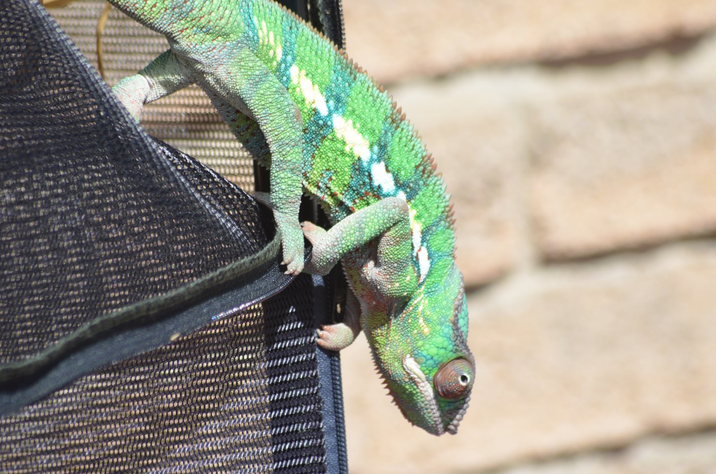 DSC_1084.JPG