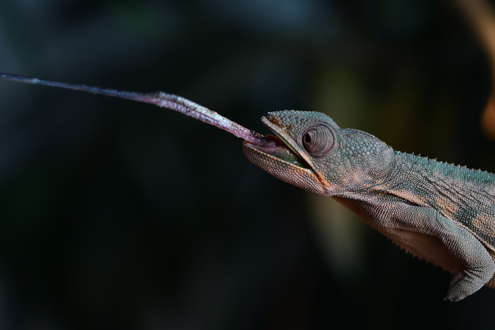DSC_1484_00001.jpg