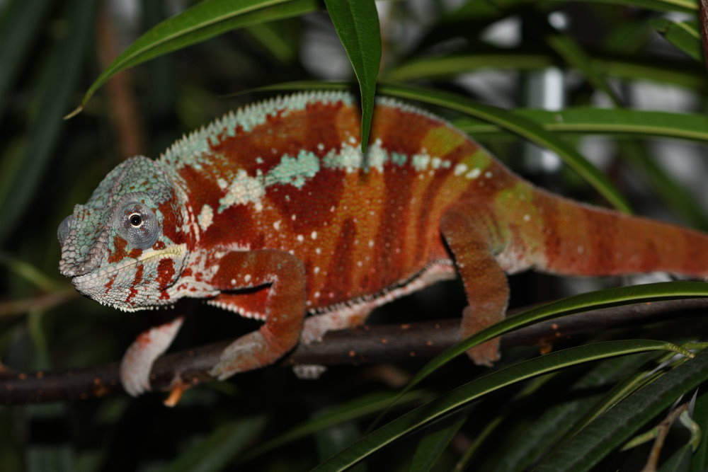 DSC_1708_00001.jpg