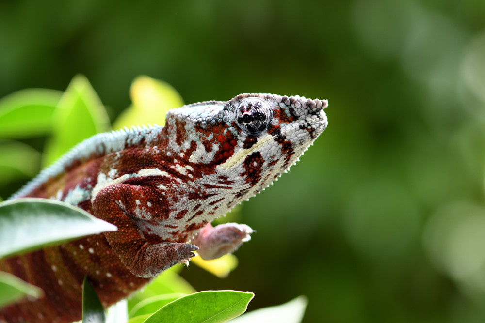 DSC_2526_00001.jpg