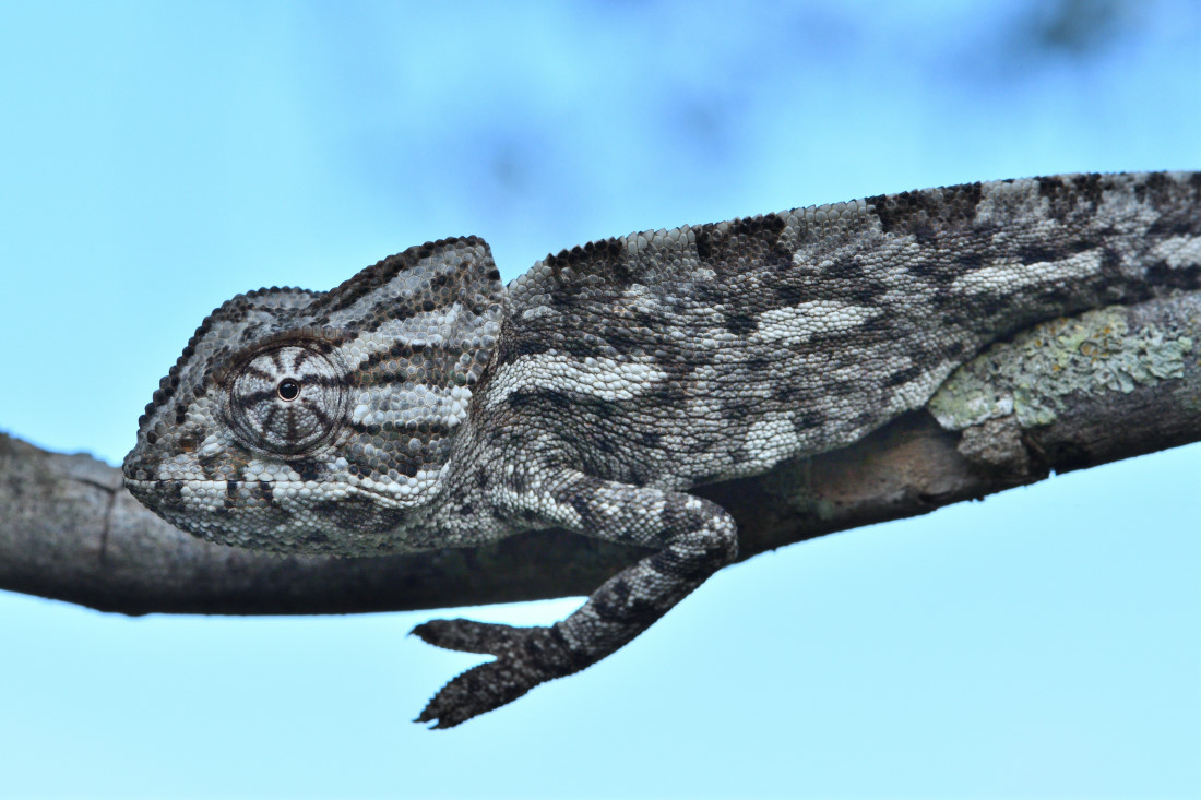 DSC_5821_00001.jpg