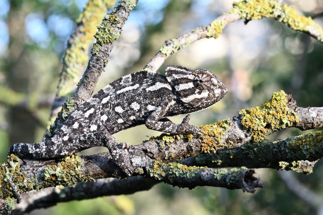 DSC_5855_00001.jpg