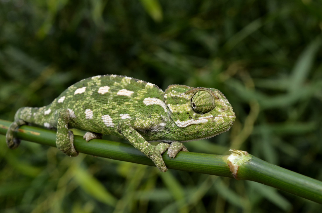 DSC_9695_00001.jpg