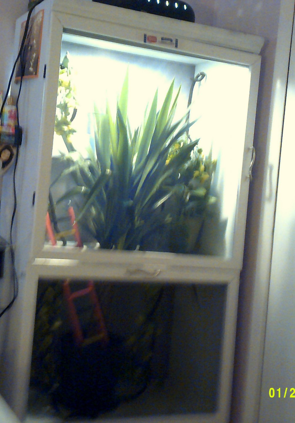 DSCF0035.JPG