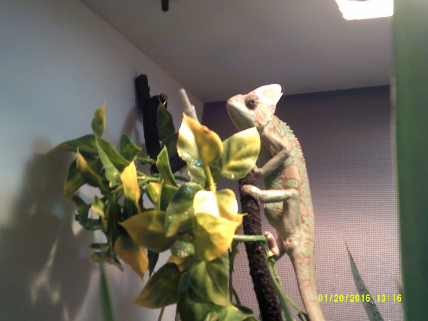 DSCF0038.JPG