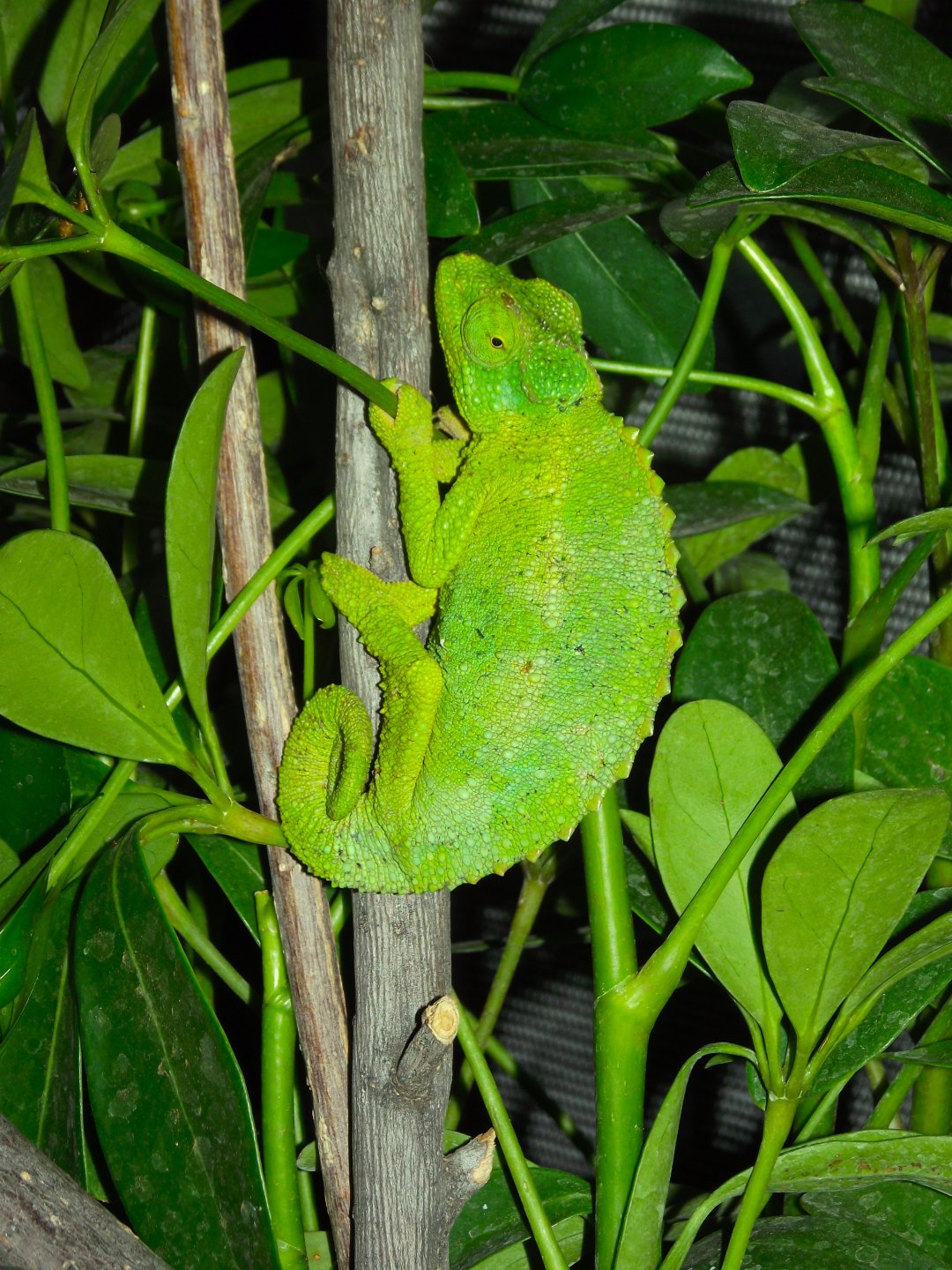 DSCF4535.jpg