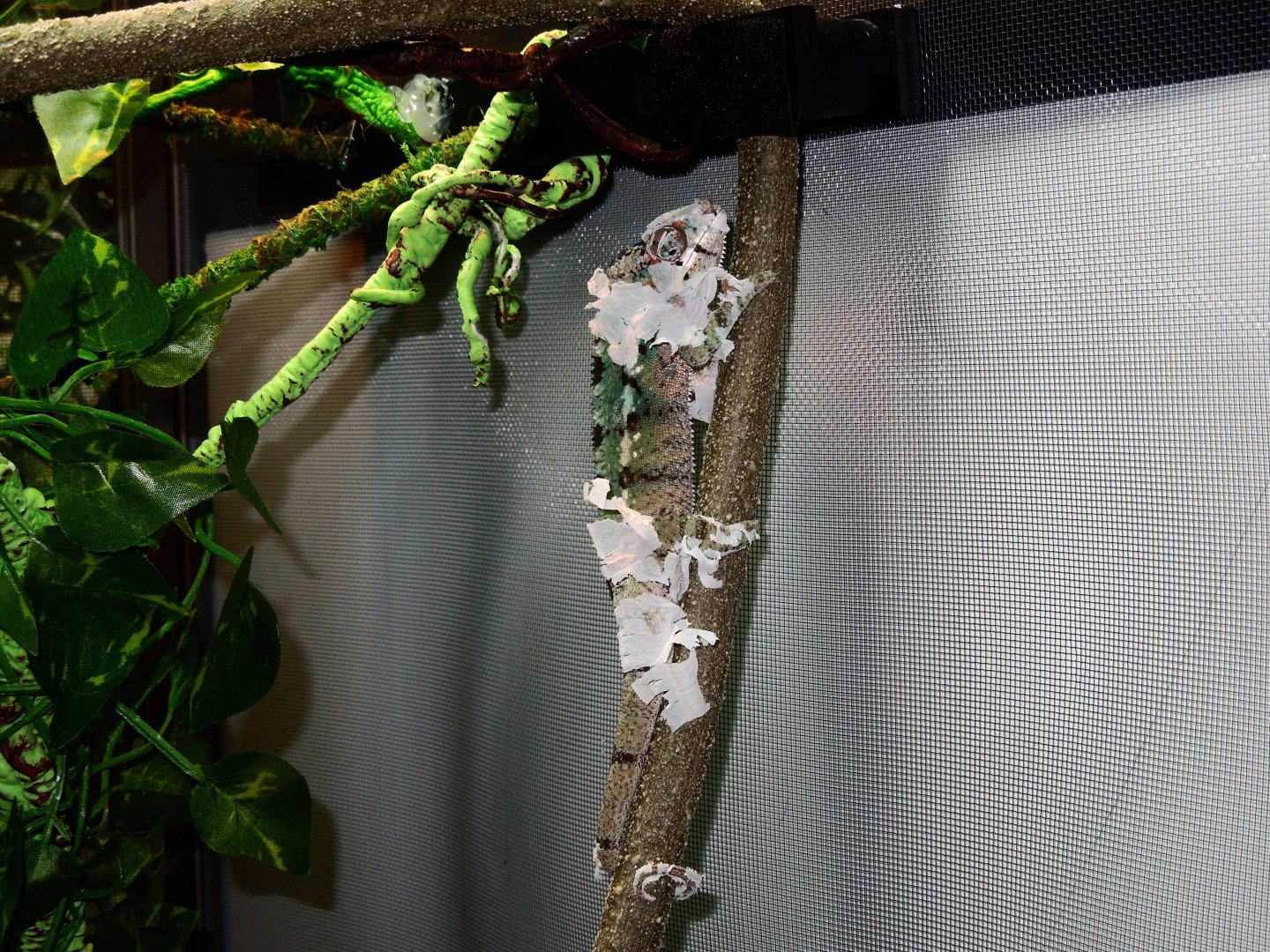 DSCN0585.JPG