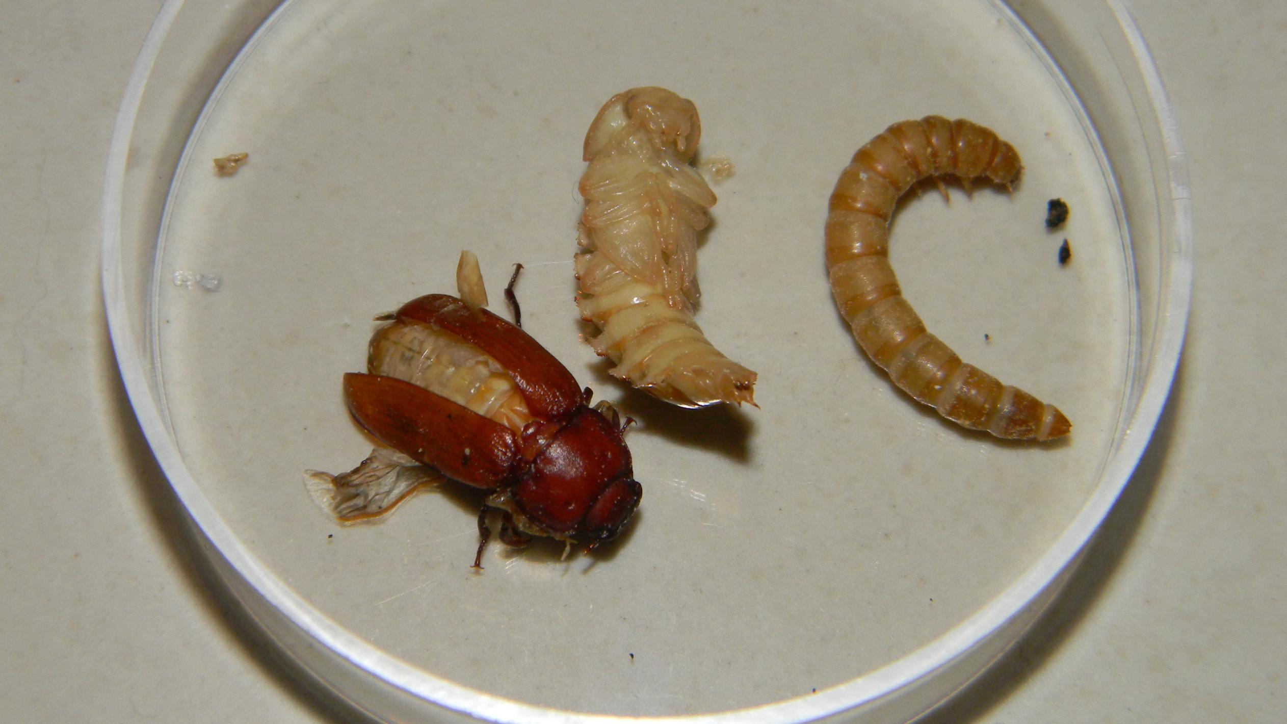 How an adult meal worm looks like = )