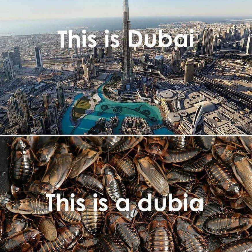 dubia.jpg