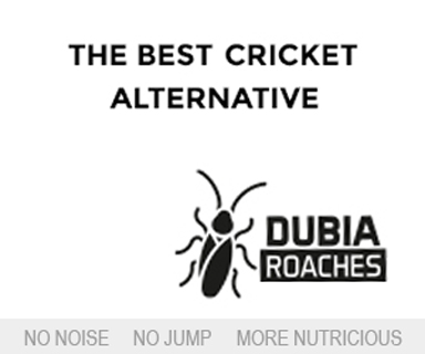 Dubia Roaches