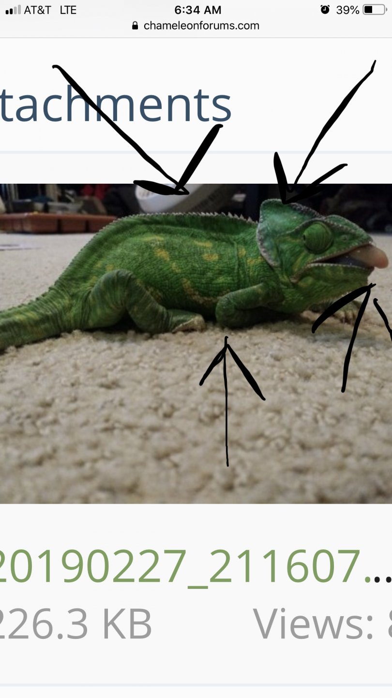 E69CCFE6-F55E-4D72-9DD8-6D89ED106CEE.jpeg