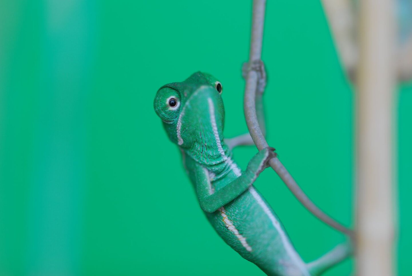 US - Veiled Chameleon Eggs For Sale (Hunter, Bane and Gamora